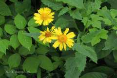 Tithonia diversifolia
